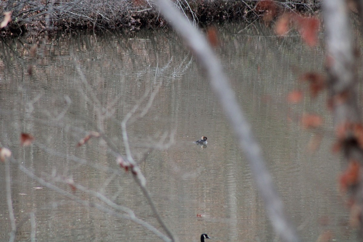 Hooded Merganser - ML512102201