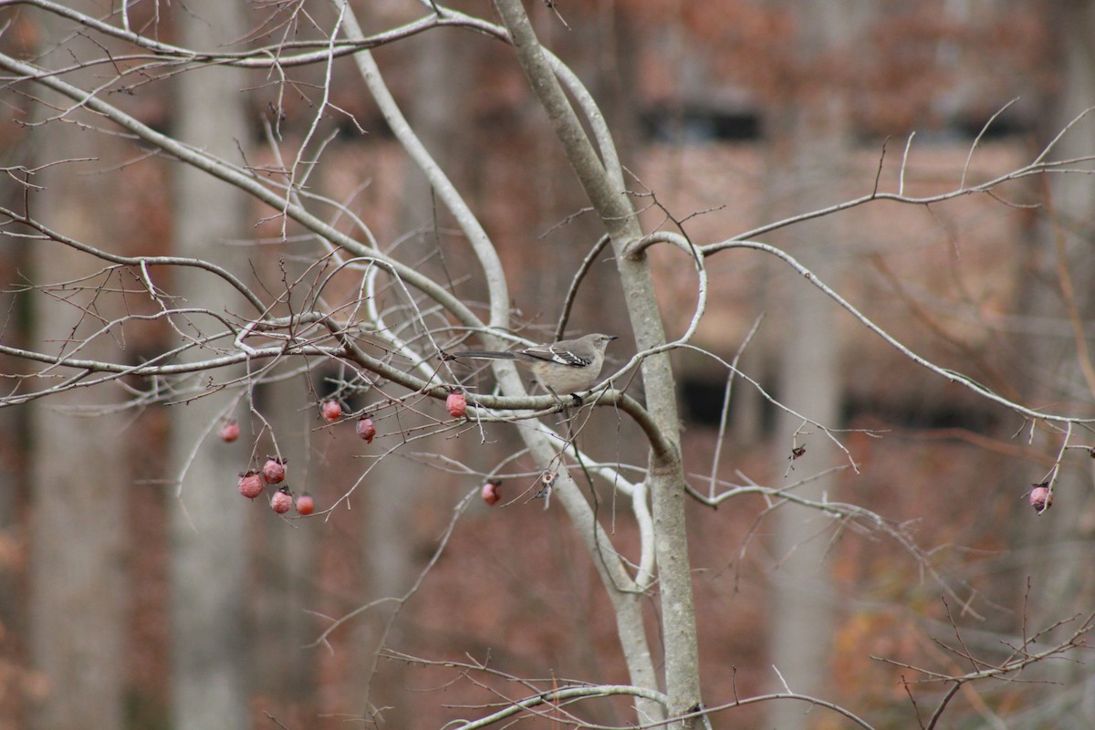 Northern Mockingbird - Michael Erman