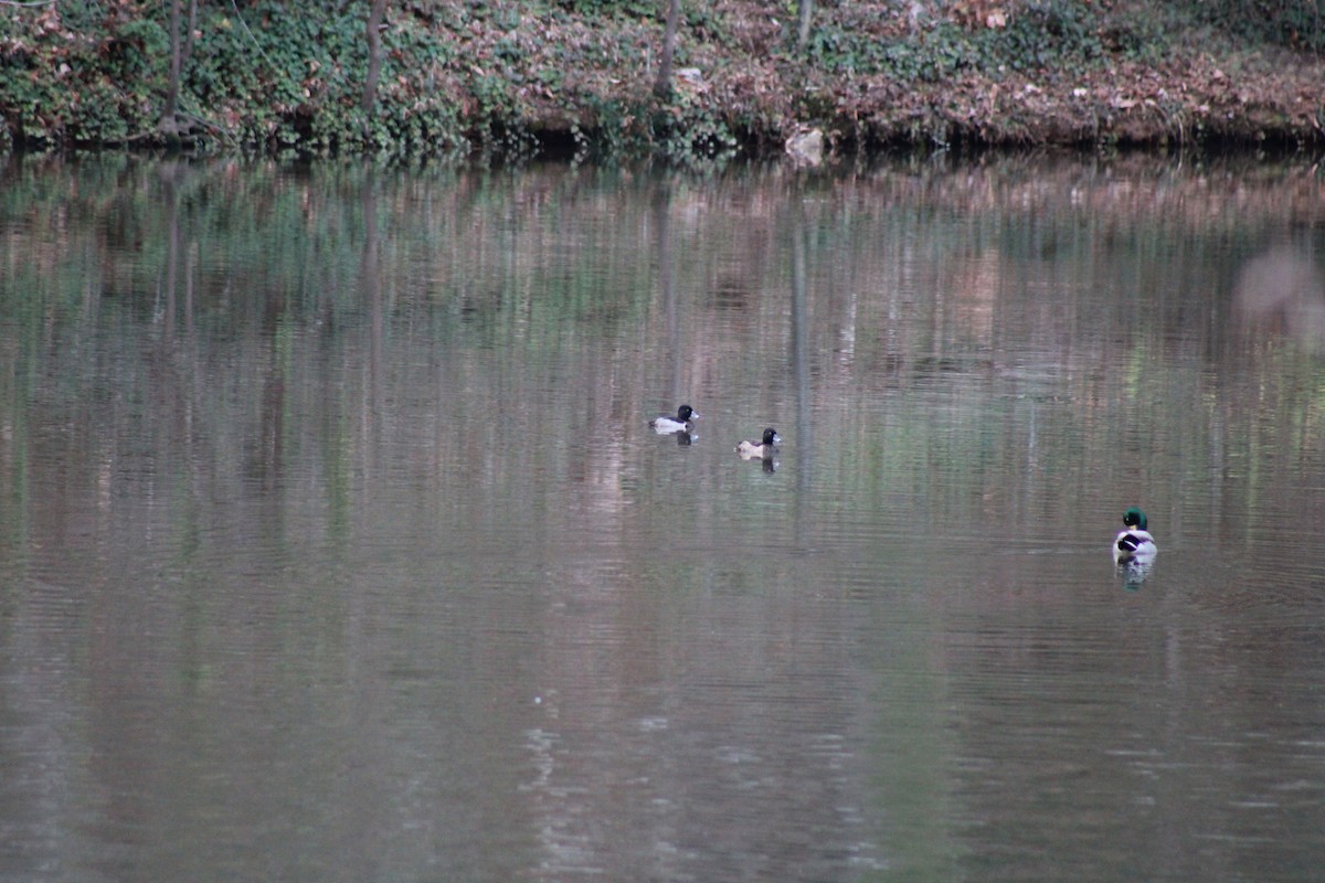 Ring-necked Duck - ML512102661