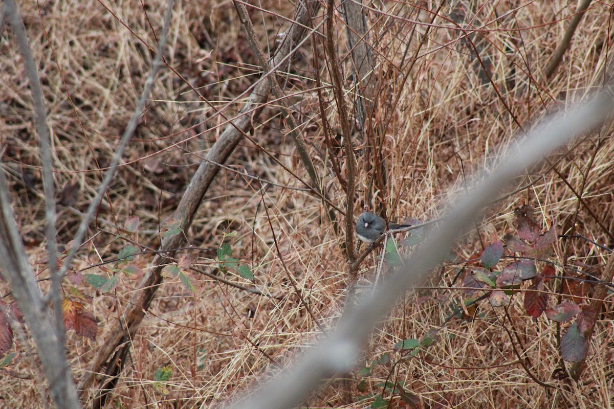 Dark-eyed Junco - ML512102811