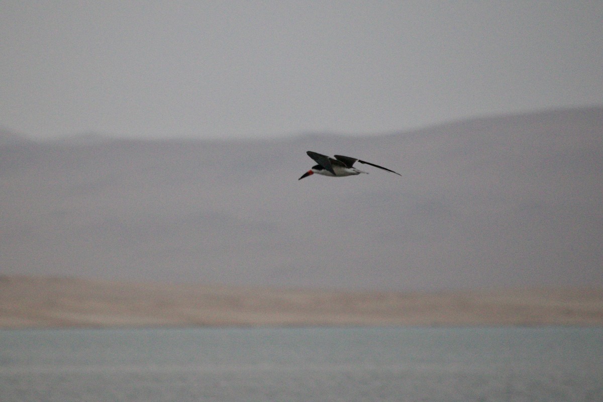 Black Skimmer - ML512102911