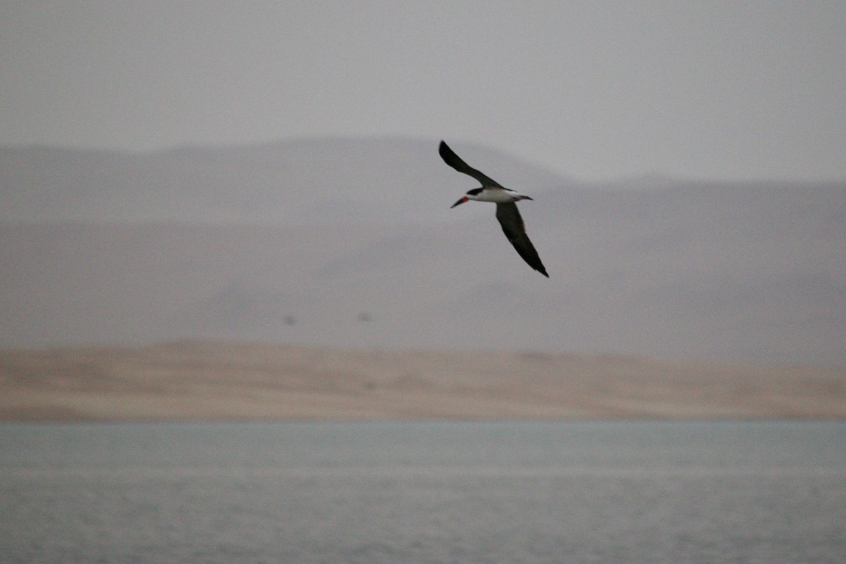 Black Skimmer - Loyan Beausoleil