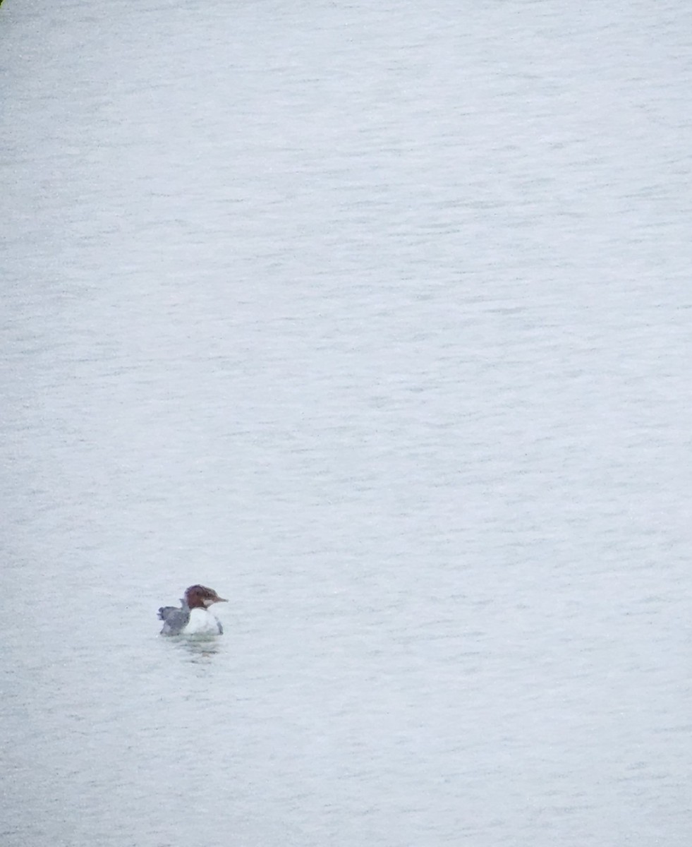 Common Merganser - John Eshem