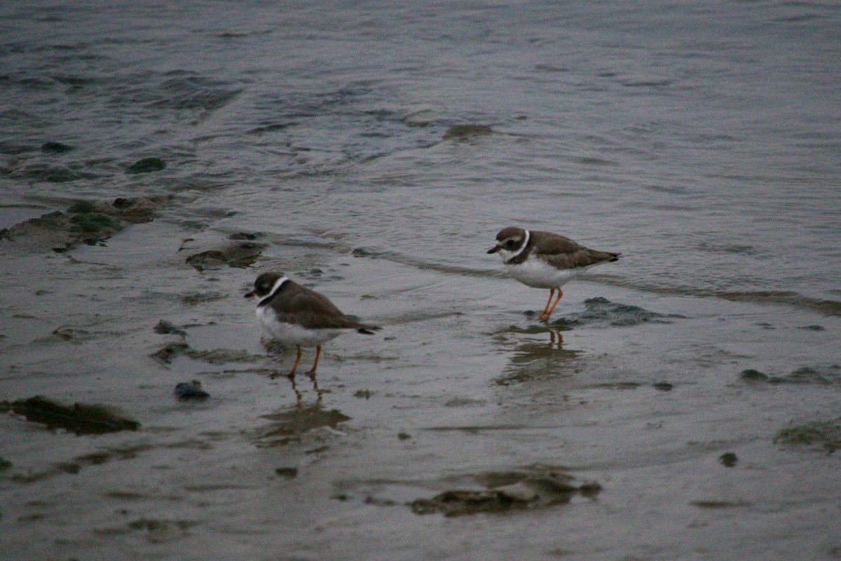 Semipalmated Plover - ML512103301