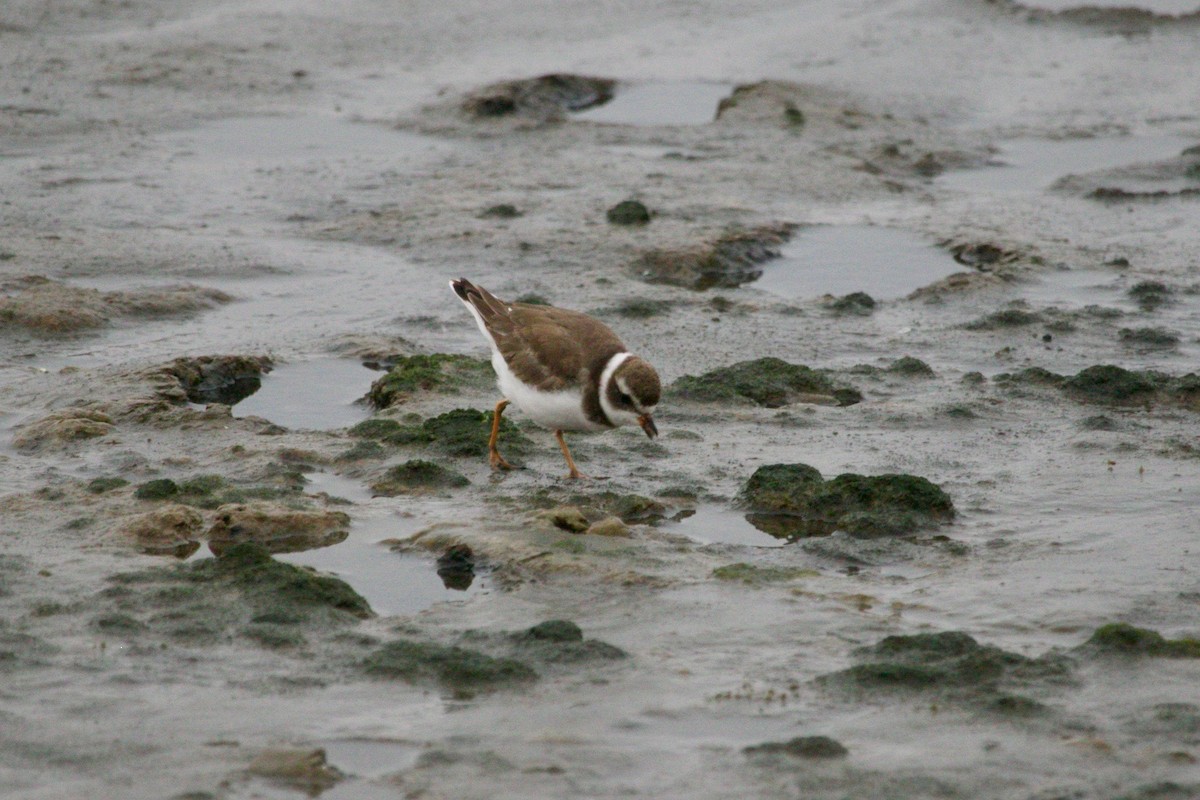 Semipalmated Plover - ML512103311