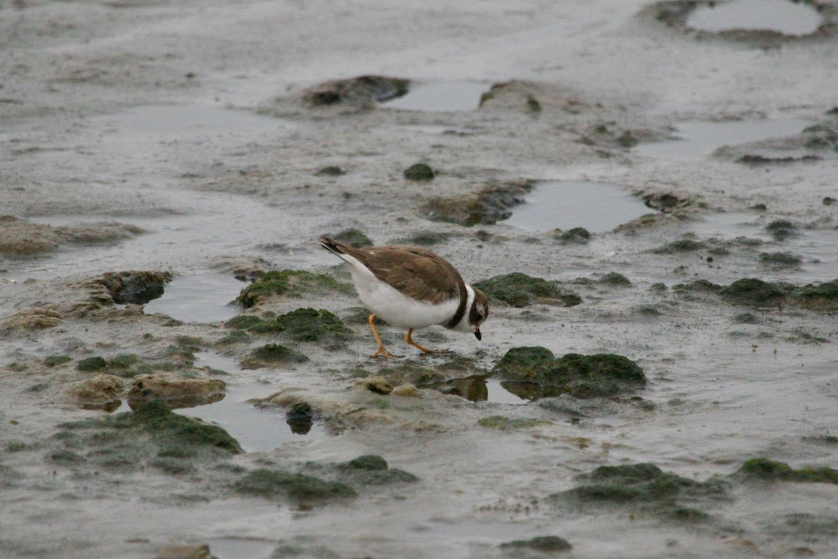 Semipalmated Plover - ML512103321
