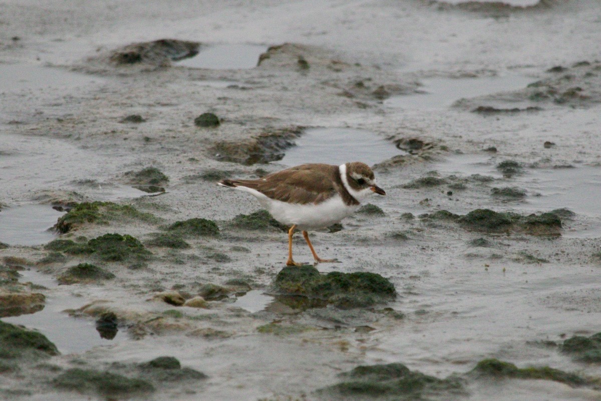 Semipalmated Plover - ML512103341