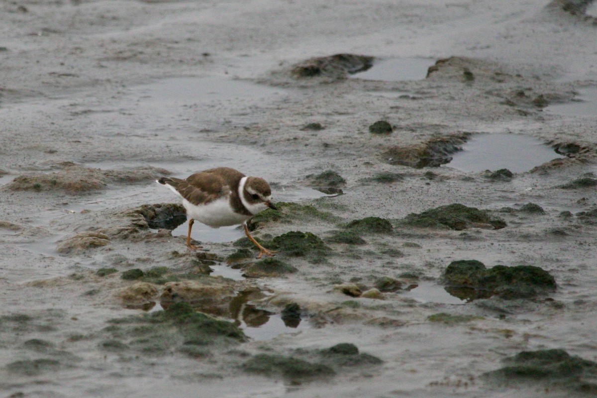 Semipalmated Plover - ML512103351