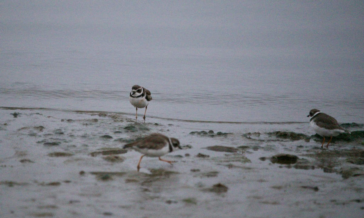 Semipalmated Plover - ML512103361