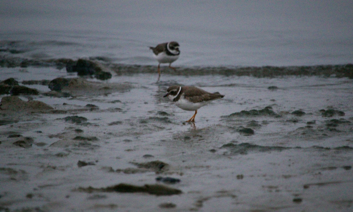 Semipalmated Plover - ML512103371