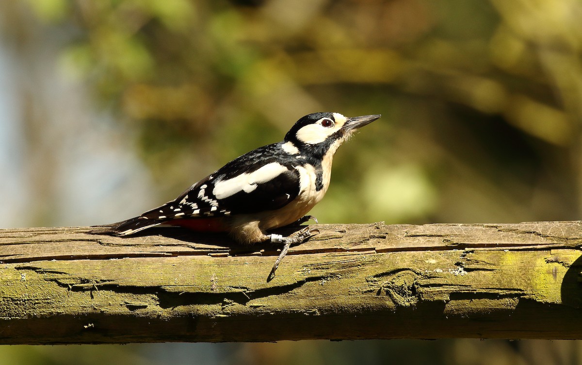 Great Spotted Woodpecker - ML512104401