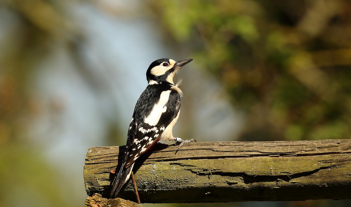 Great Spotted Woodpecker - ML512104411