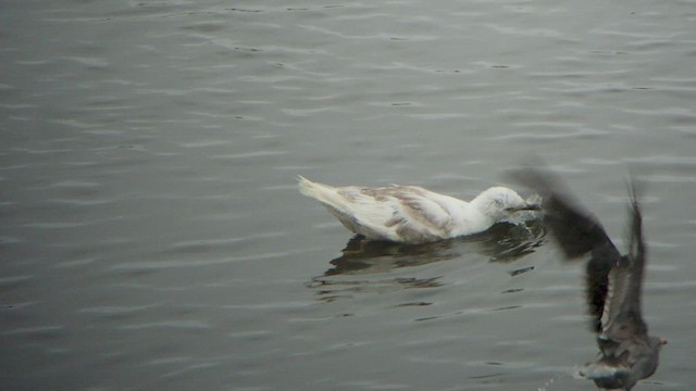 Glaucous-winged Gull - ML512104731