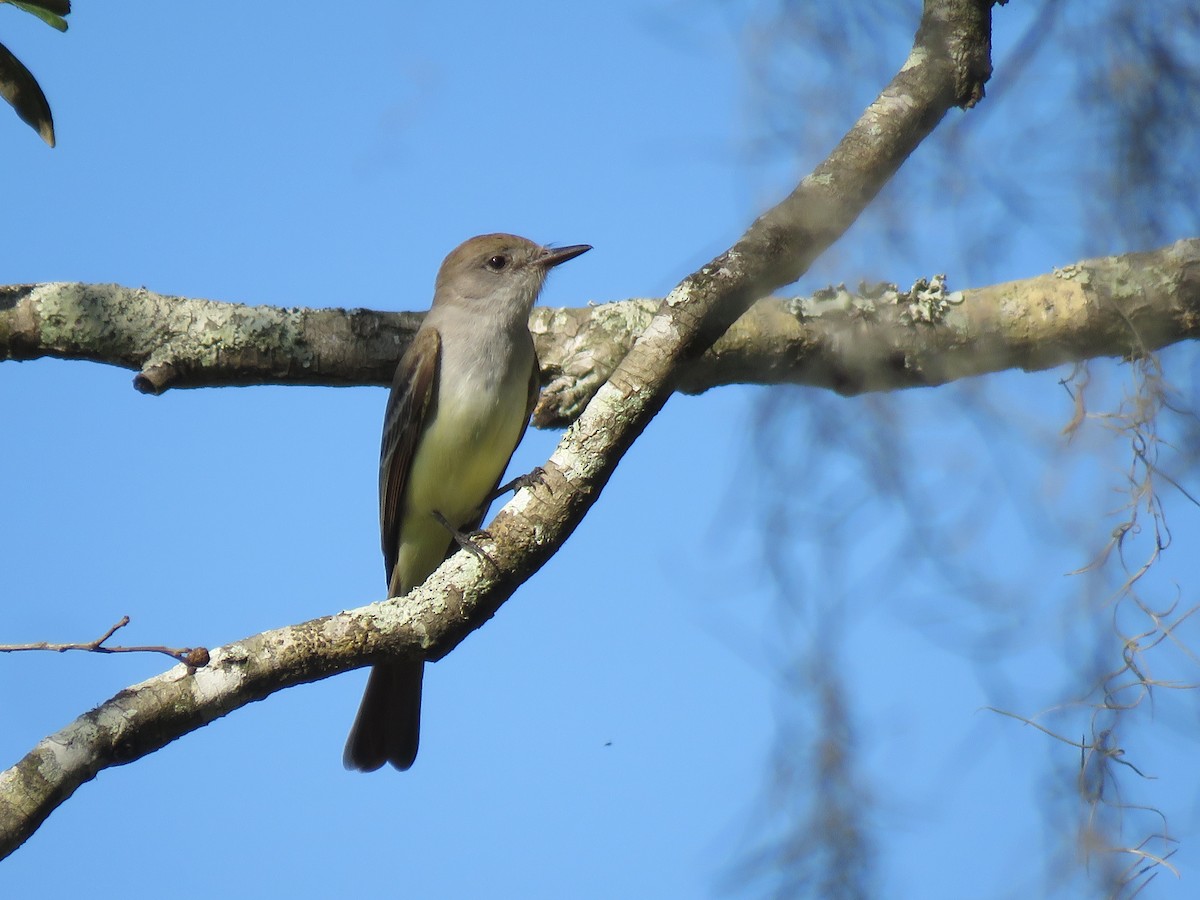 Ash-throated Flycatcher - Valerie Wilmot