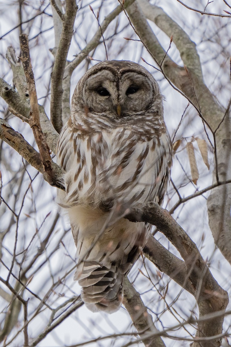 Barred Owl - Ben Nieman