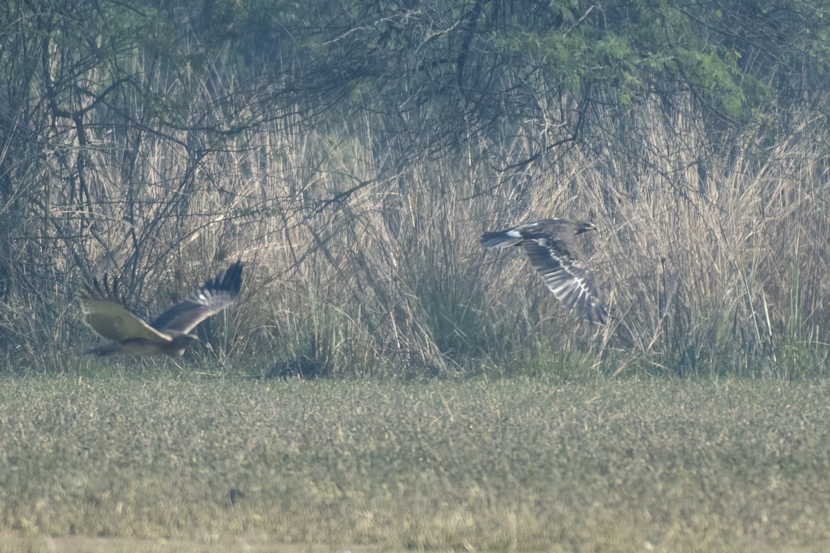 White-tailed Eagle - ML512105981