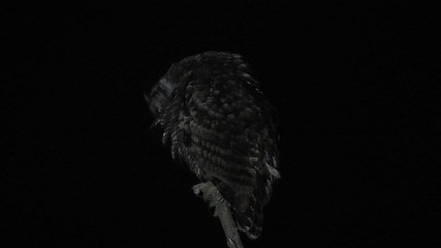 Great Horned Owl - ML512106241