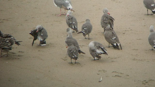 Heermann's Gull - ML512106461