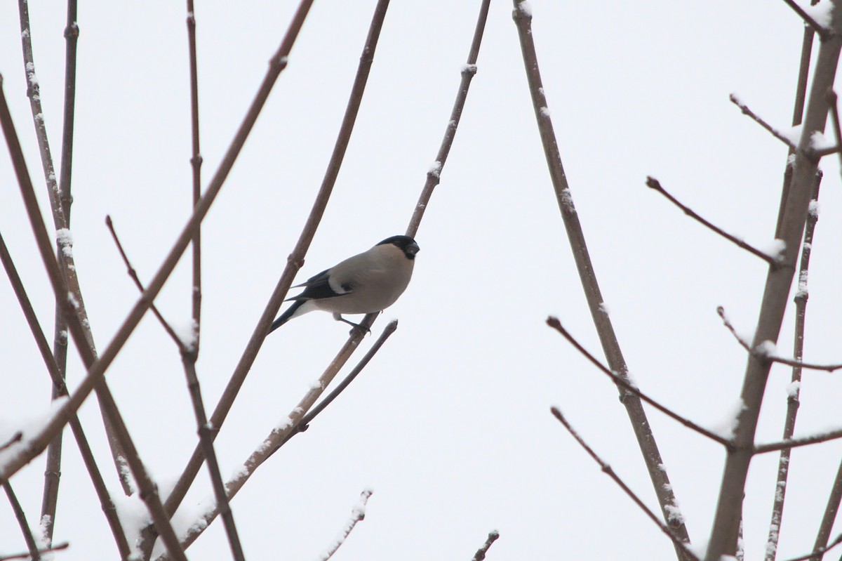 Eurasian Bullfinch - ML512108241