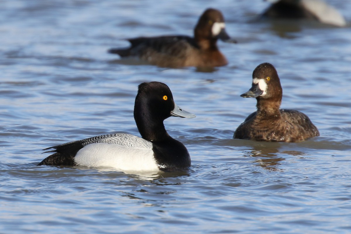 Lesser Scaup - Paul Jacyk