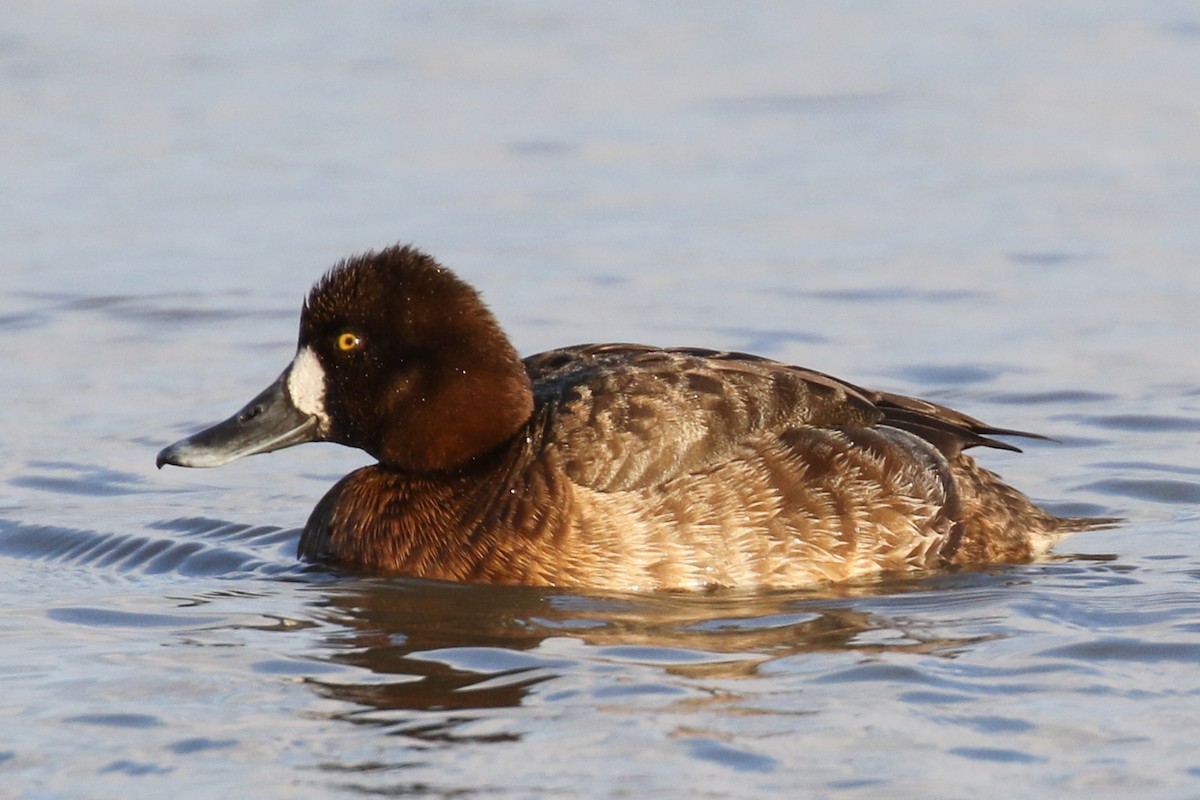 Lesser Scaup - ML51210891