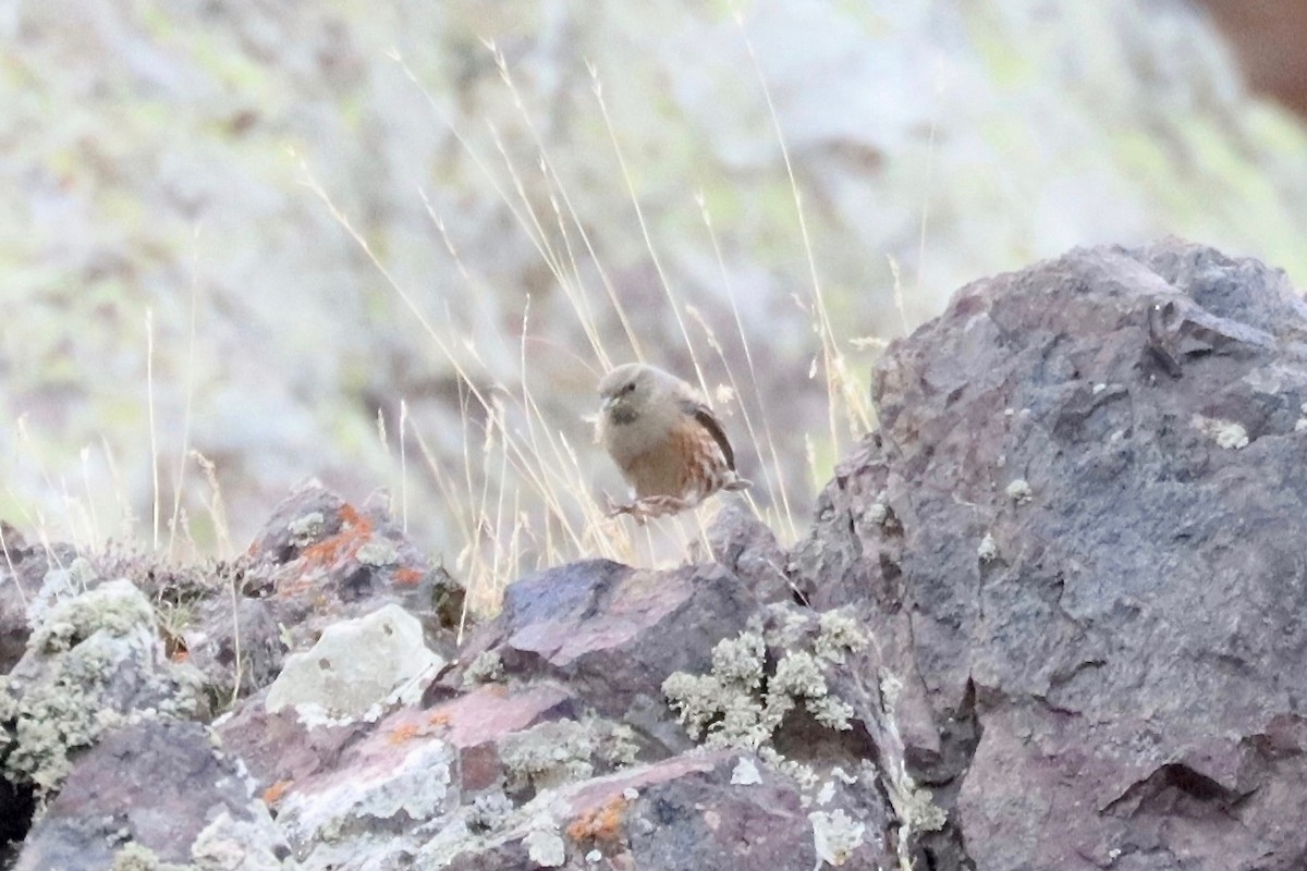 Alpine Accentor - ML512110291