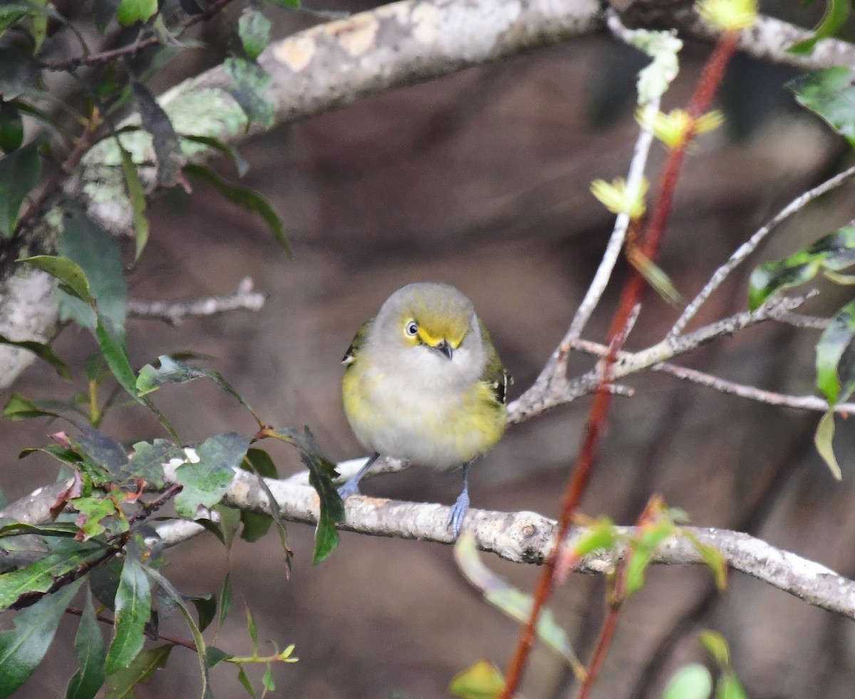 White-eyed Vireo - ML512111101