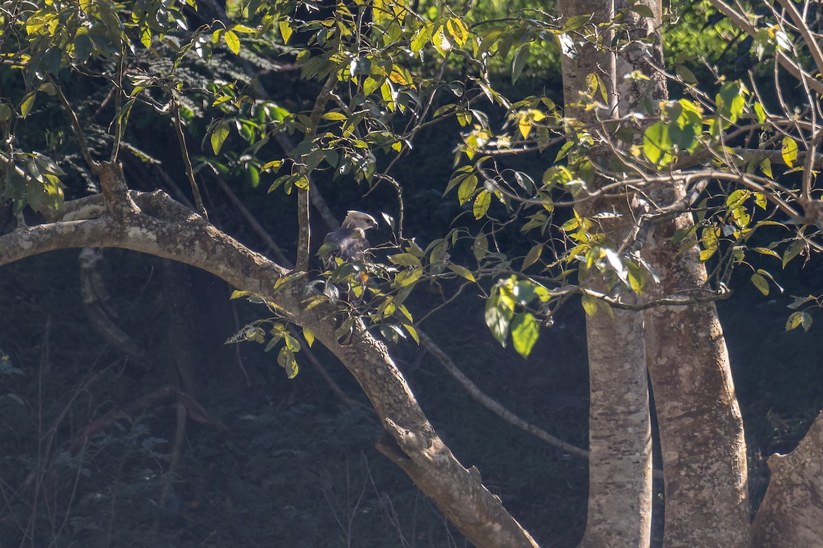 Aigle huppé (groupe limnaeetus) - ML512111251