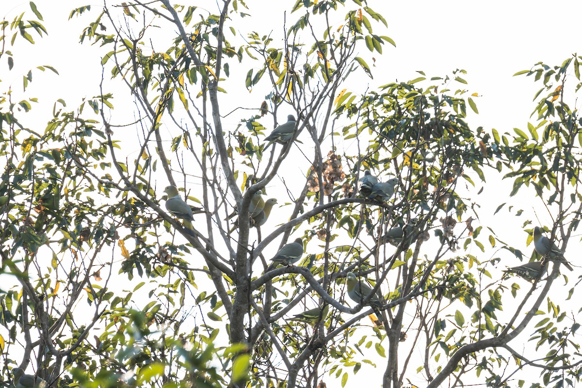 Yellow-footed Green-Pigeon - ML512111291