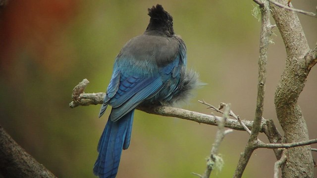Steller's Jay - ML512111551