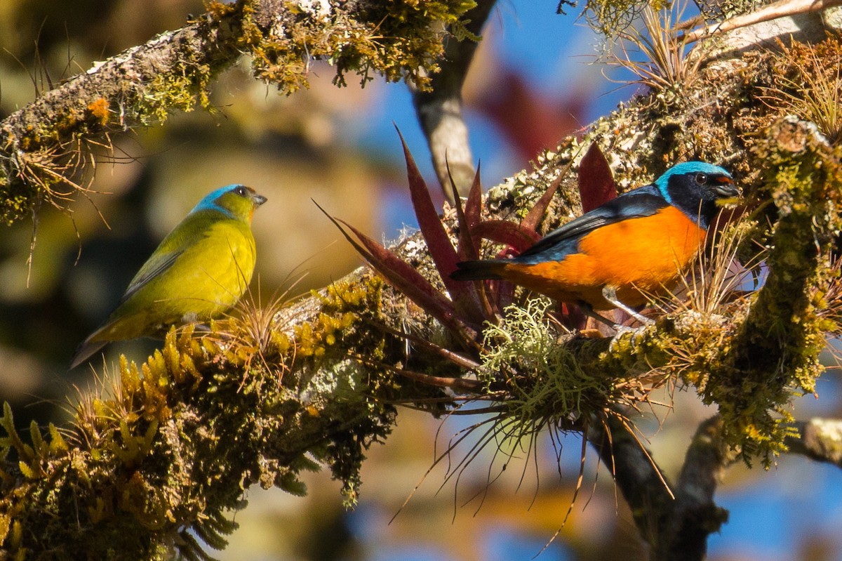 Elegant Euphonia - ML51211291