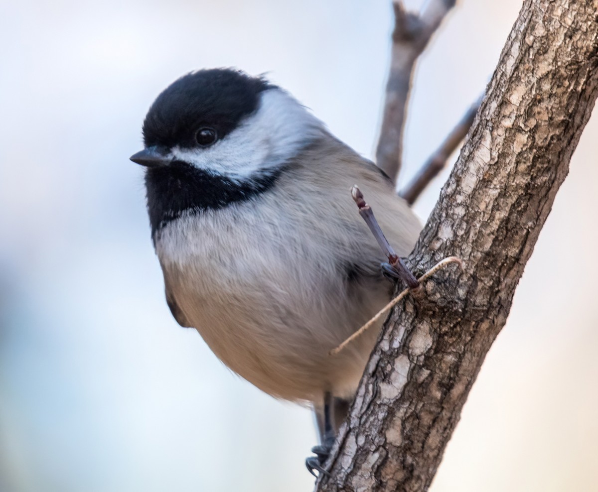 Black-capped Chickadee - ML512114091