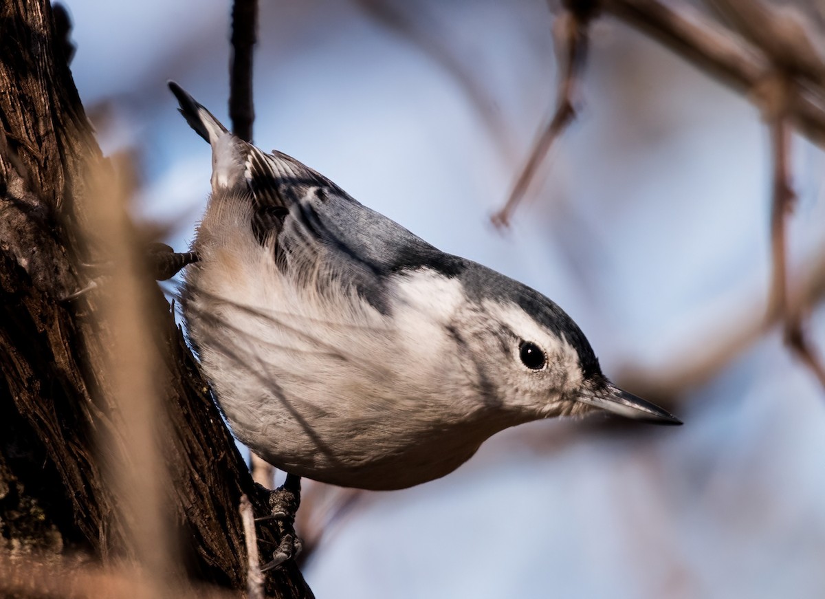 White-breasted Nuthatch - ML512114181