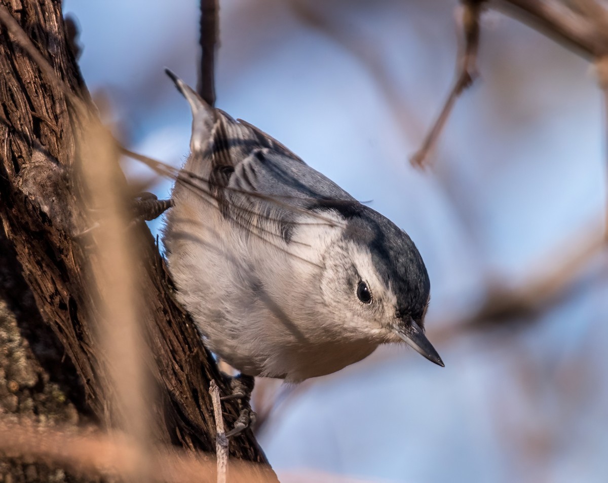 White-breasted Nuthatch - ML512114191