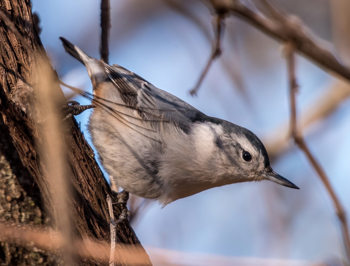 White-breasted Nuthatch - ML512114201