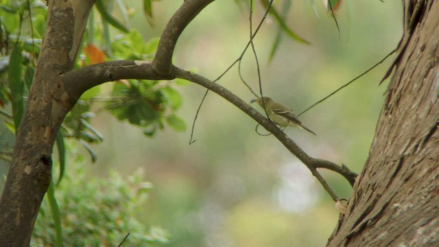 Mosquero del Pacífico (grupo difficilis) - ML512114461