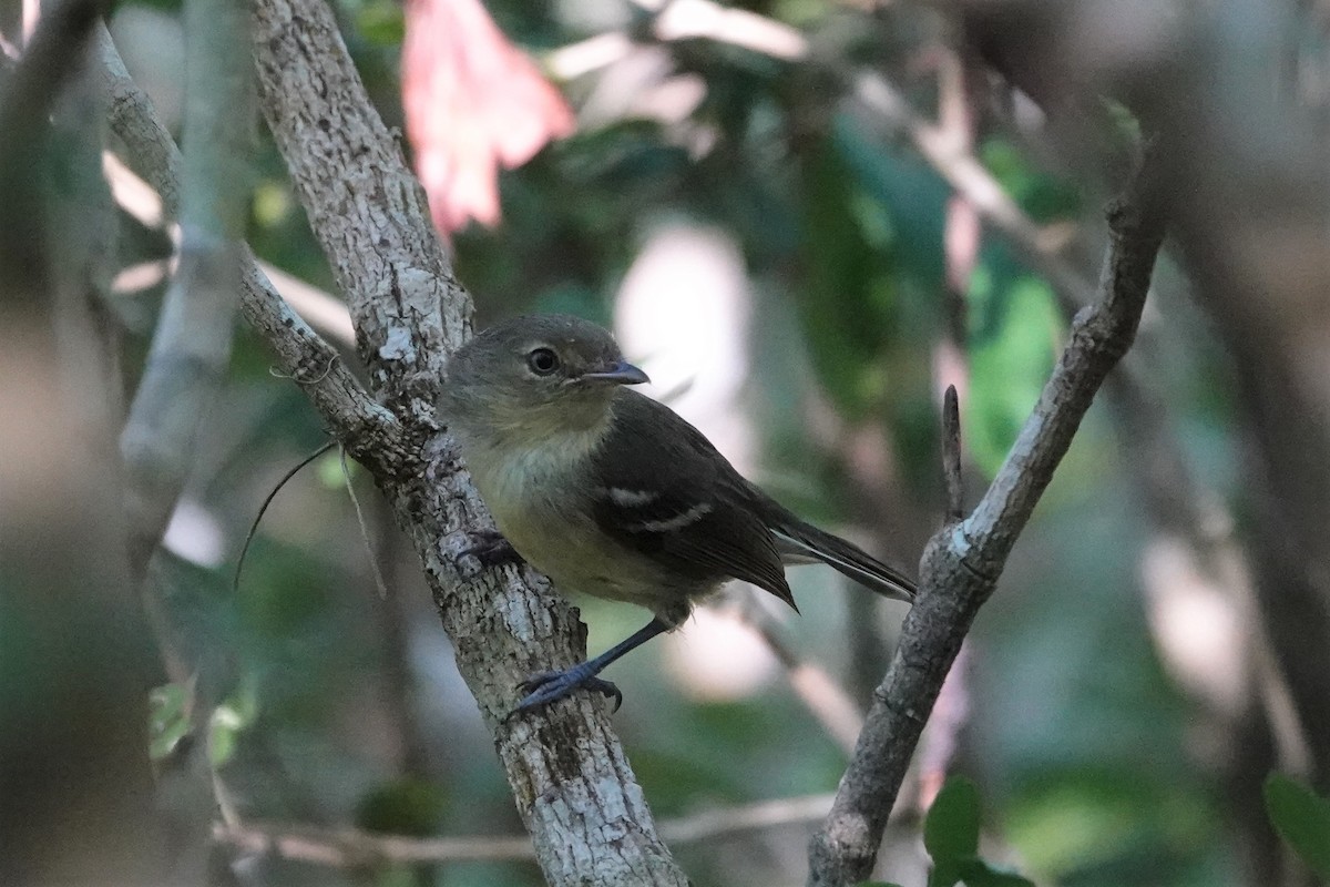 Flat-billed Vireo - ML512114821