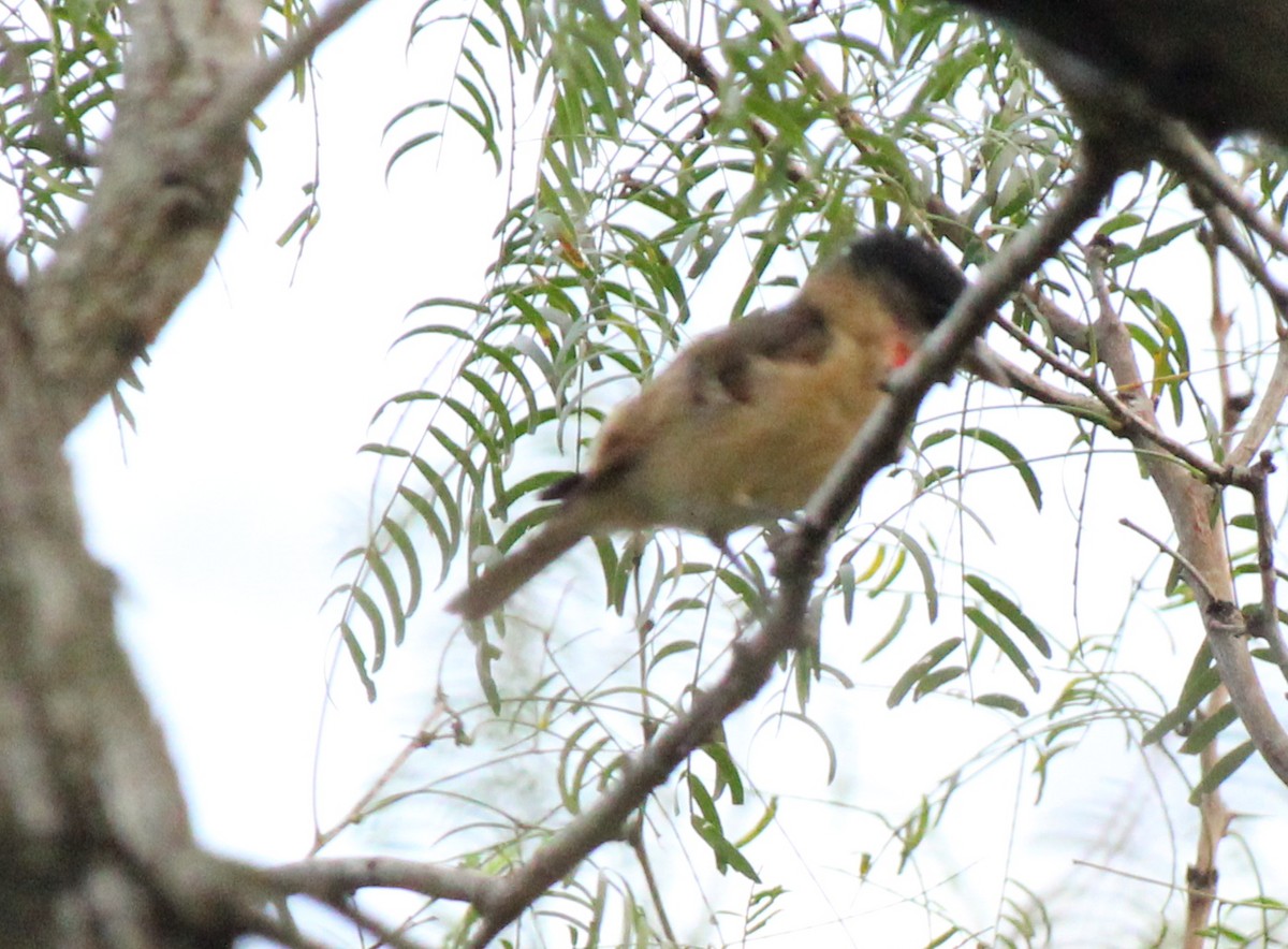 Rose-throated Becard - ML512115611