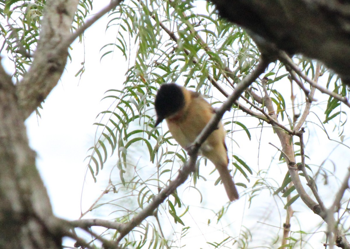 Rose-throated Becard - James Sharpless