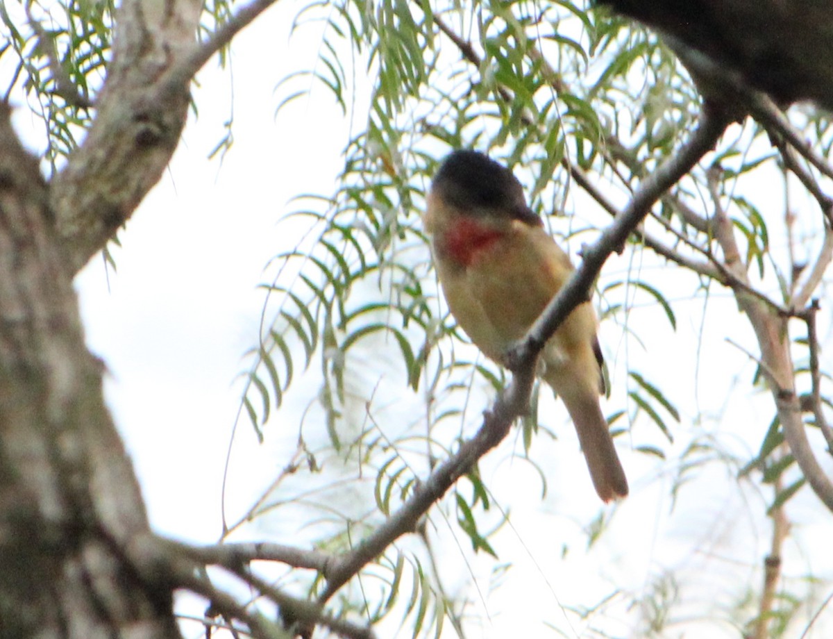 Rose-throated Becard - ML512115641