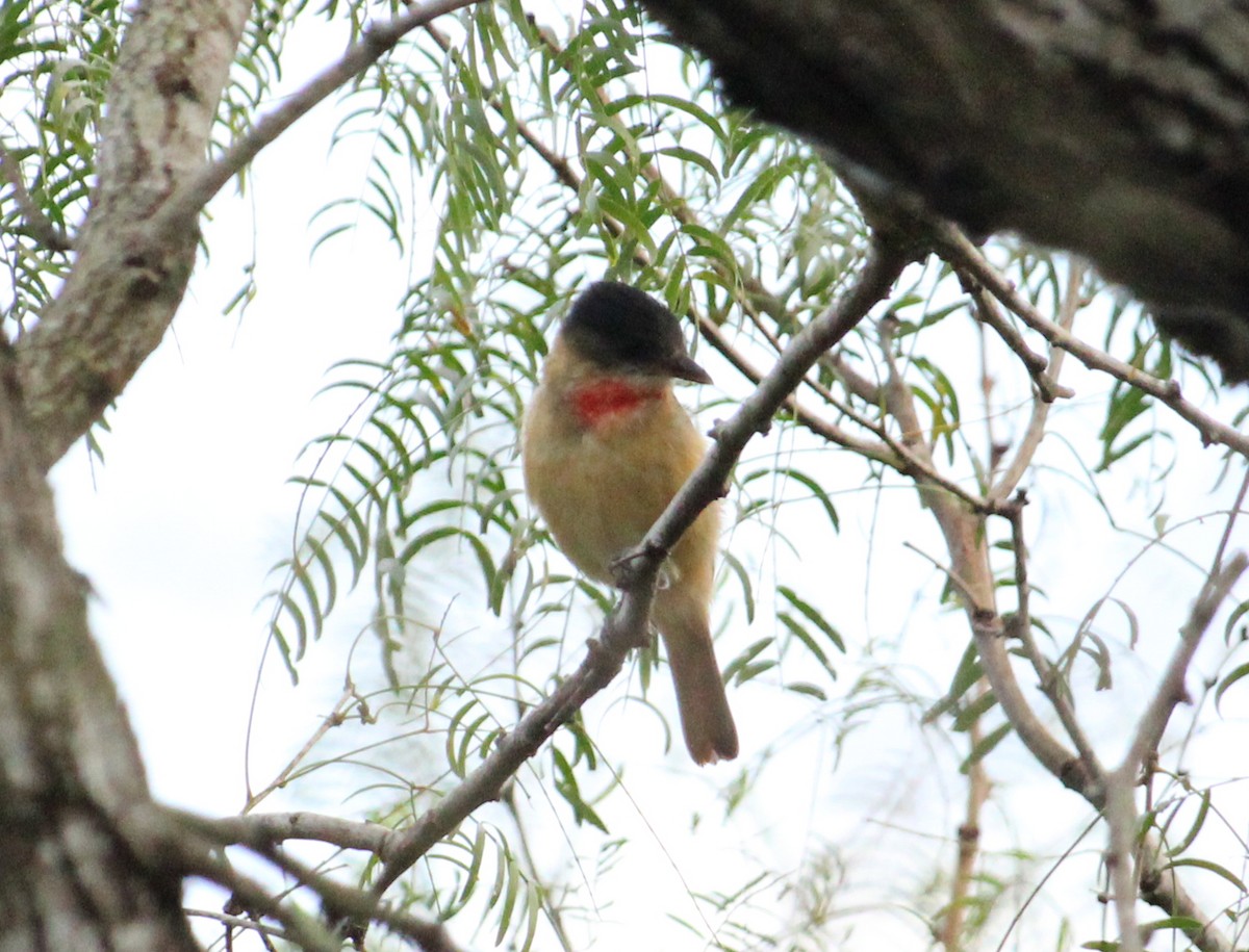 Rose-throated Becard - James Sharpless