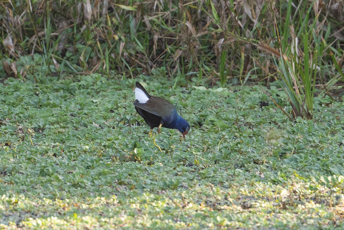 Purple Gallinule - ML512115951