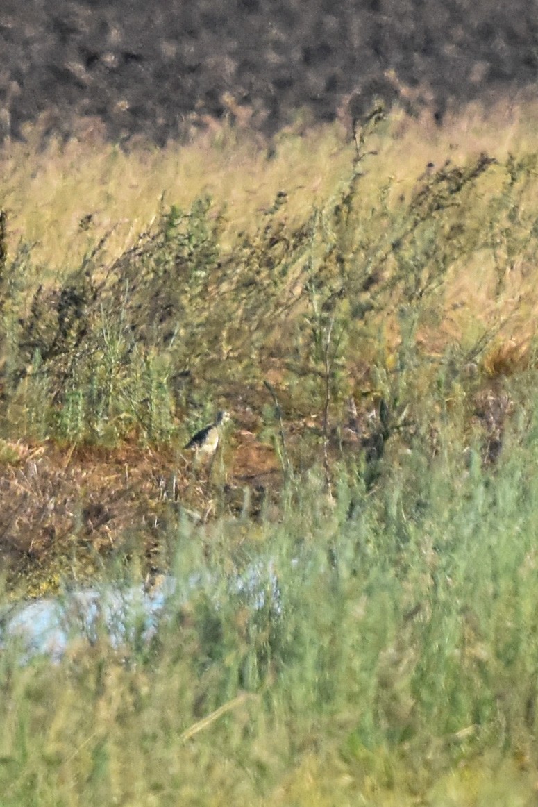 Oriental Pratincole - ML512116031