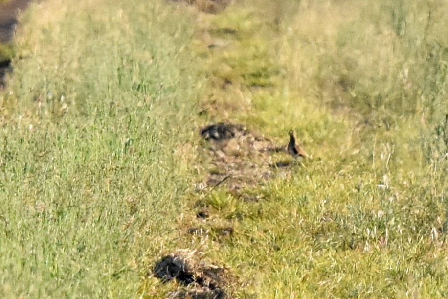 Oriental Pratincole - ML512116051