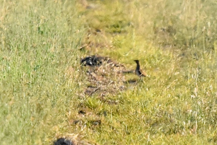 Oriental Pratincole - ML512116061