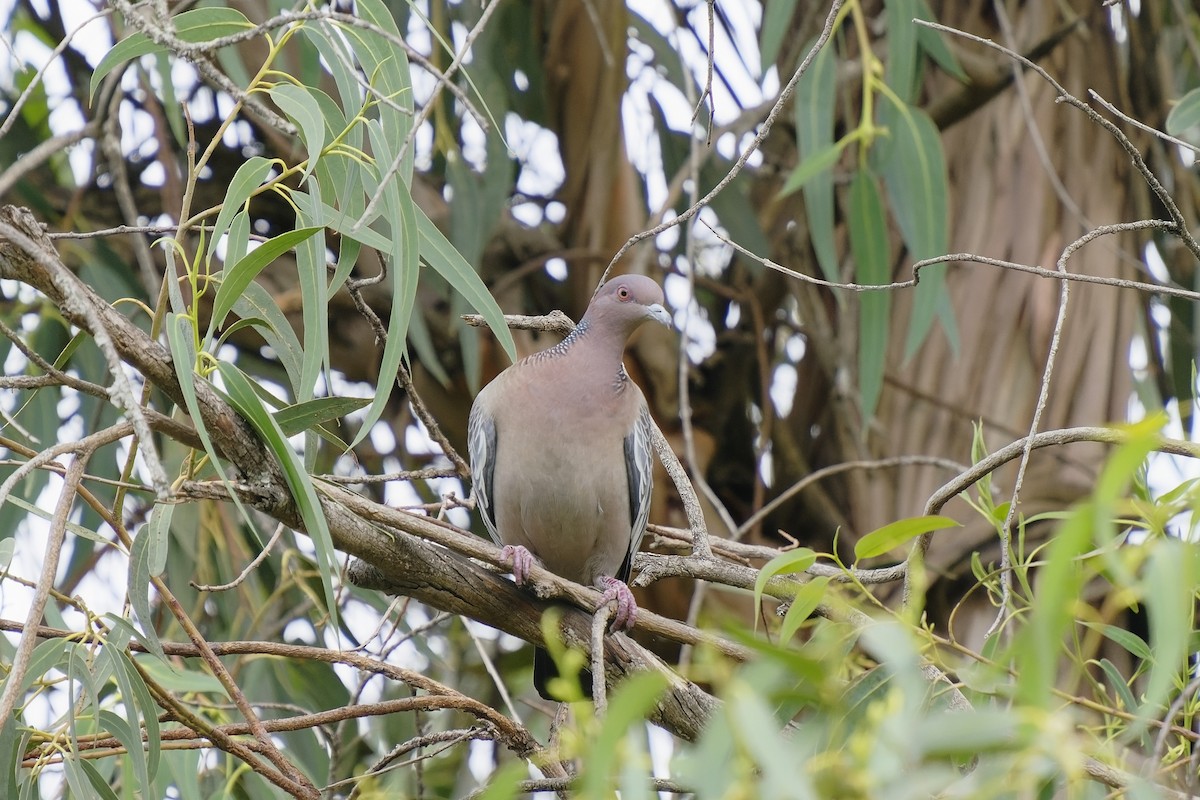 Picazuro Pigeon - ML512116081