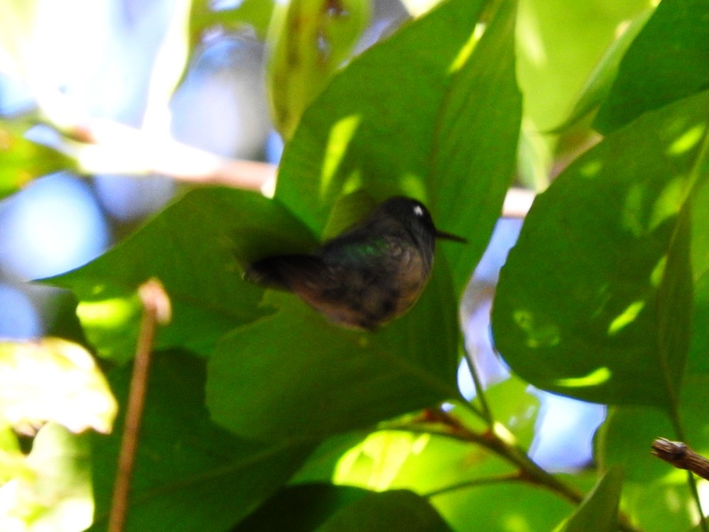 Colibrí Cabeciazul - ML512116341