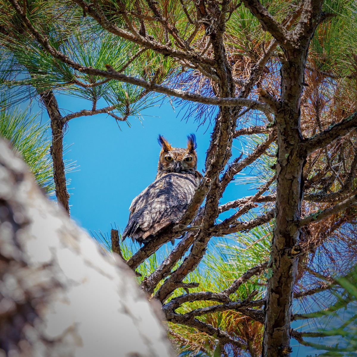 Great Horned Owl - ML512116671