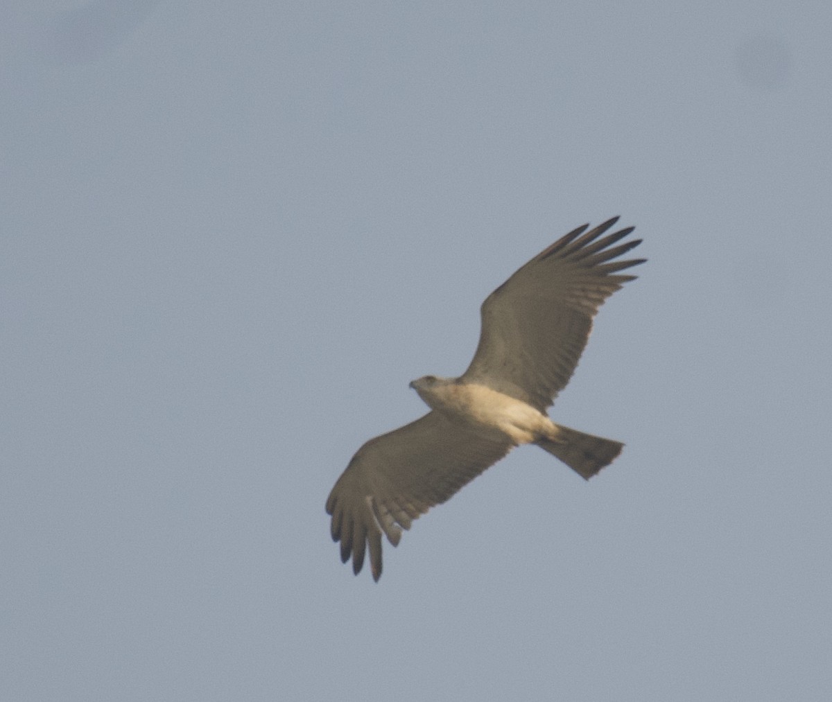 Short-toed Snake-Eagle - ML512117481