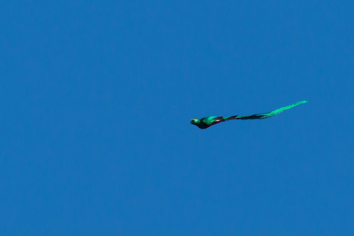 Resplendent Quetzal (Guatemalan) - Patrick Van Thull